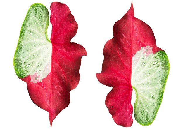 Caladium bicolor оставить на белом