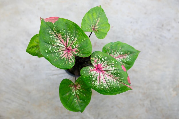 Caladium bicolor mooie bladeren bladkoningin voor tuindecoratie