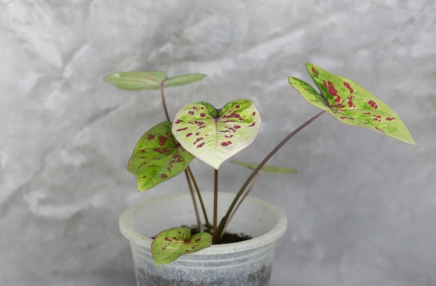 Caladium bicolor mooie bladeren bladkoningin voor tuindecoratie