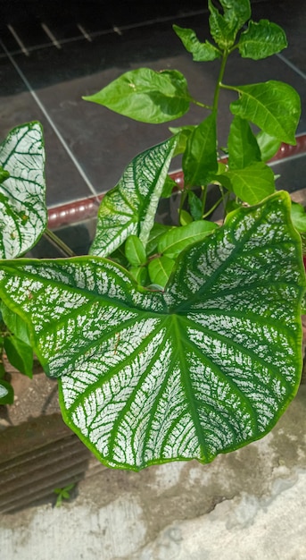 Caladium bicolor Plant taken at close range