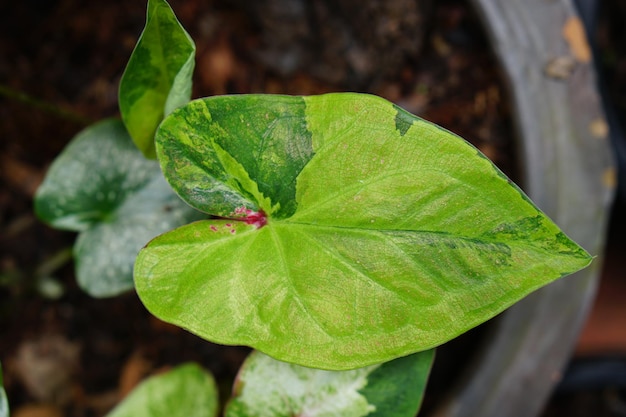 Caladium bicolor in pot great plant for decorate garden