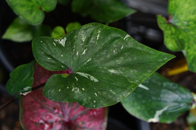 Caladium bicolor in pot great plant for decorate garden