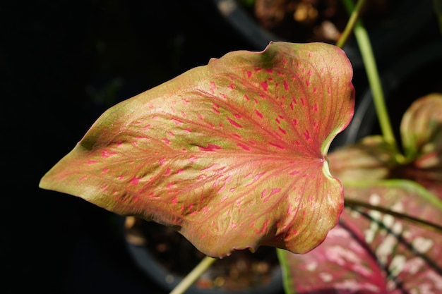 Foto caladium bicolore in vaso ottima pianta per decorare il giardino