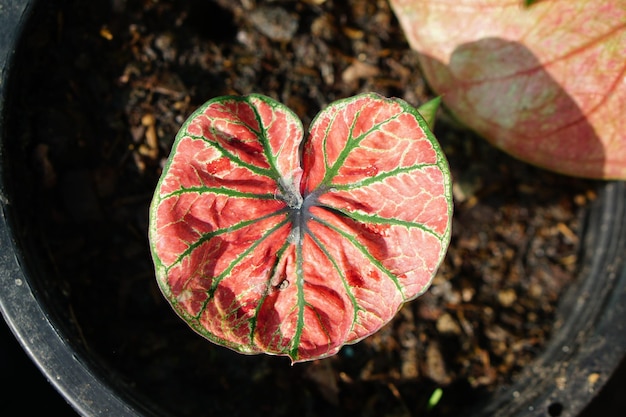 庭を飾るための鍋の素晴らしい植物のカラジュームバイカラー