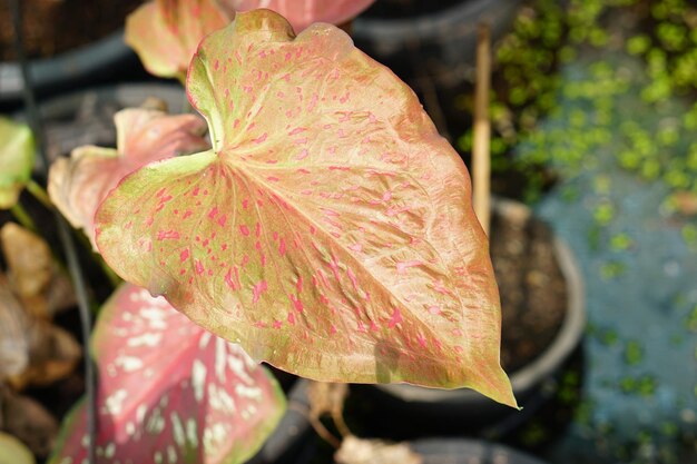 каладиум двухцветный в горшке отличное растение для украшения сада