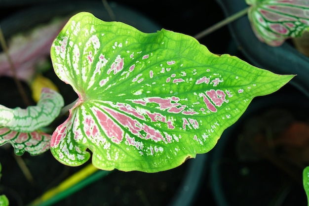 庭を飾るための鍋の素晴らしい植物のカラジュームバイカラー