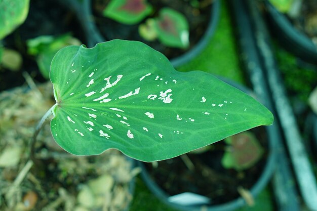 Photo caladium bicolor in pot great plant for decorate garden