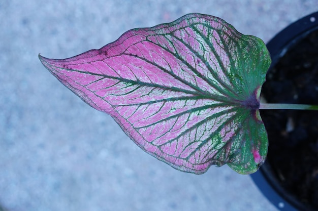 庭を飾るための鍋の素晴らしい植物のカラジュームバイカラー