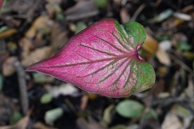 Caladium bicolor in pot great plant for decorate garden