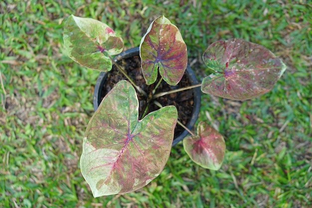 庭を飾るための鍋の素晴らしい植物のカラジュームバイカラー