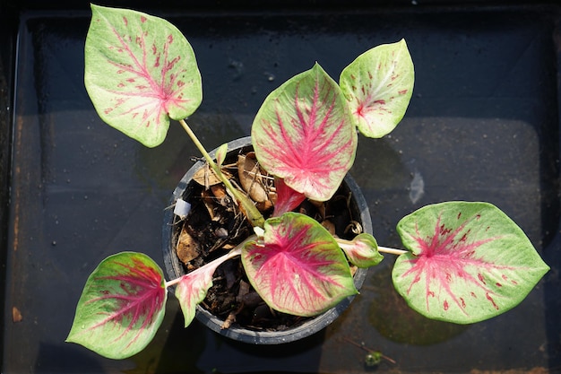 庭を飾るための鍋の素晴らしい植物のカラジュームバイカラー