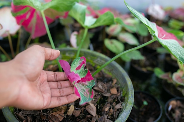 Caladium bicolor wordt beschouwd als de koningin van de bladplanten. Caladium Bicolor verlof.