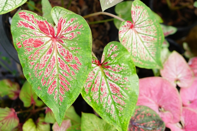 caladium bladeren in pot geweldige plant om de tuin te versieren