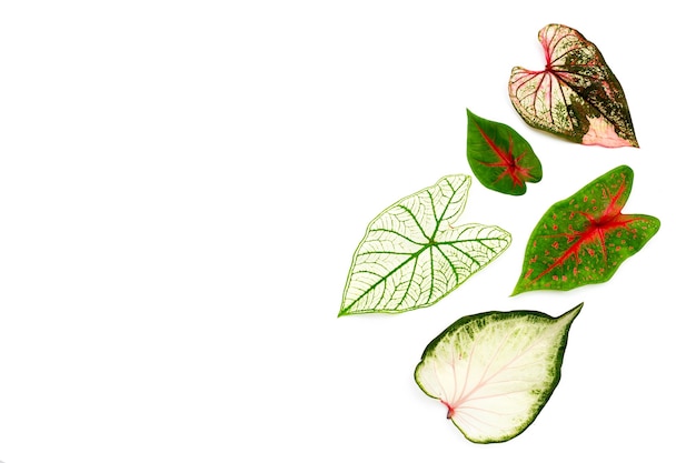 Caladium bladeren op wit oppervlak