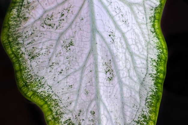 Caladium colocasia esculenta bon tree는 잎에 흰 반점이 있고 녹색 테두리가 있는 아름다운 잎을 가지고 있습니다.