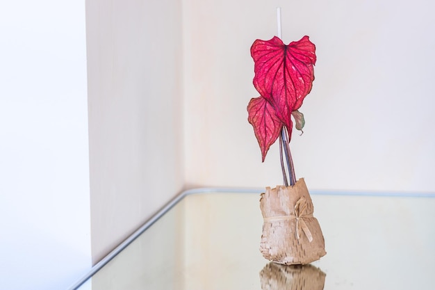 Photo caladium desert sunset