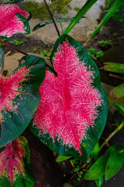 Photo caladium flower the scientific name of this flower is caladium bicolor