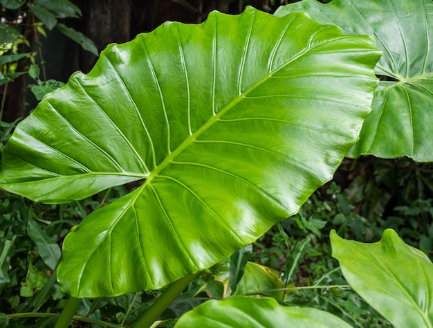 Caladium groen blad textuur achtergrond