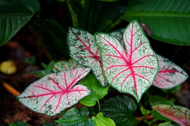 Caladium is een sierplant met mooie patronen en gunstige planten. Selectieve focus.