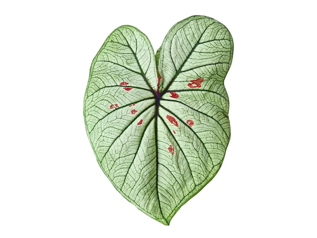 Photo caladium leaf green and white leaves with red spots are scattered