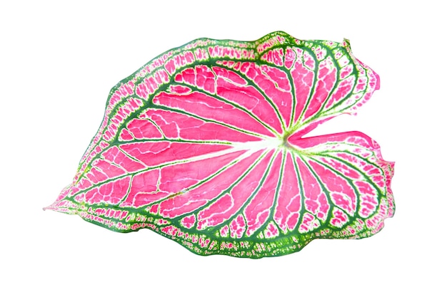 Caladium leaf isolated.