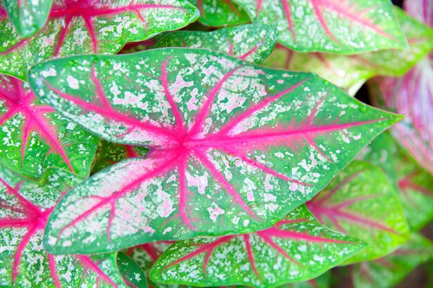 Caladium leaf.