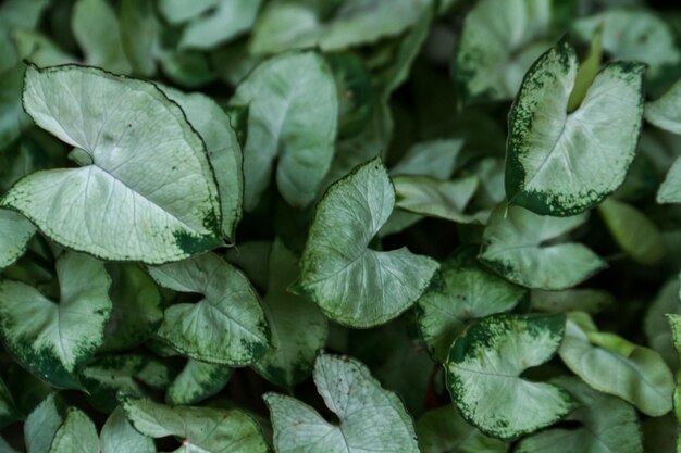 Caladium leaves background caladium is a perennial plant in the genus caladium