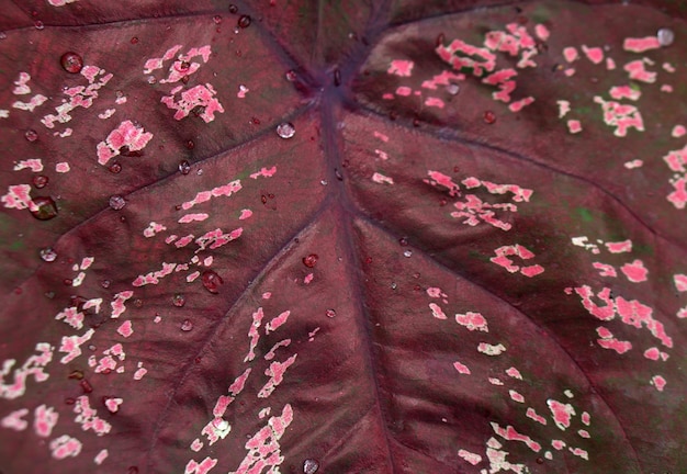 庭を飾るためのポットの素晴らしい植物のカラジュームの葉