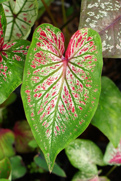 庭を飾るためのポットの素晴らしい植物のカラジュームの葉