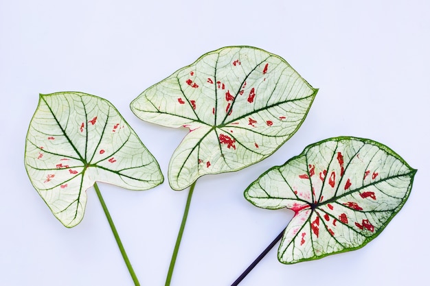 Caladium 잎에 흰색 표면