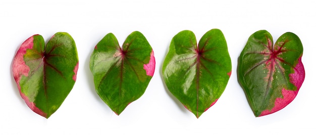 Caladium leaves on white . Top view