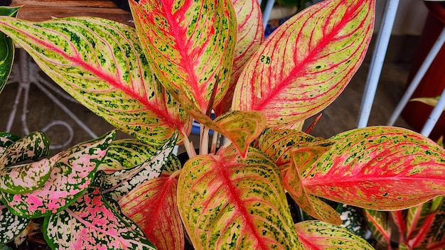 Фото Листья каладиума или маранты aglaonema variegata