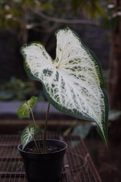 写真 カラディウム植物の葉は白と緑です