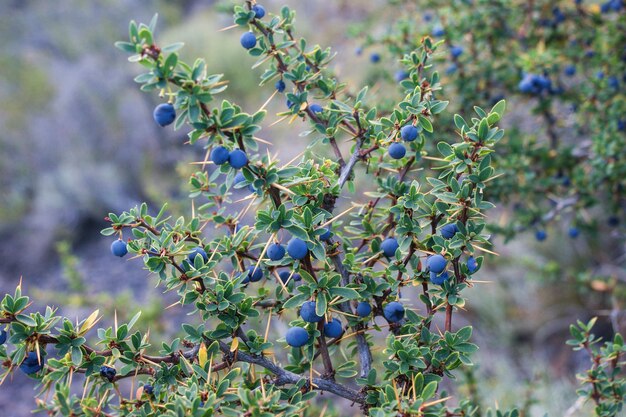 Photo calafate fruit