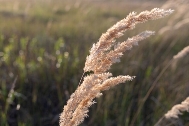 Calamagrostis epigejos - древесное мелколистное или кустарниковое травяное поле с золотыми колосками на закате.