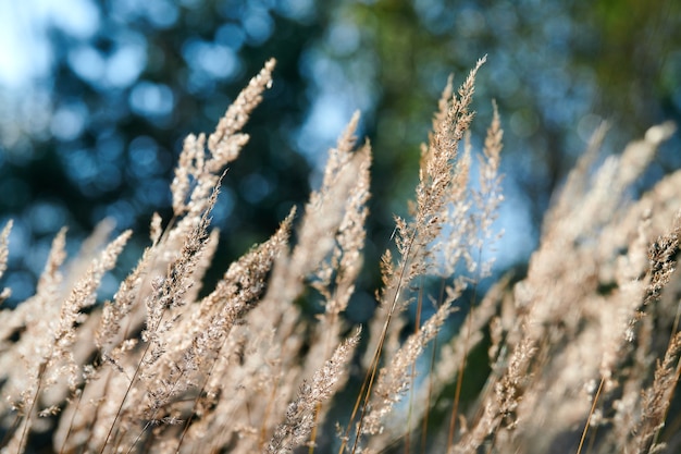 Calamagrostis эпигейный кустарник. Трава тростника древесины в поле