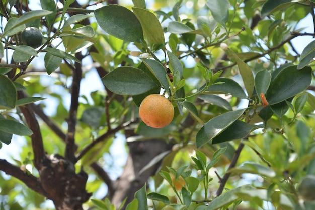 여름날 열매를 맺는 Calamondin 과일 나무