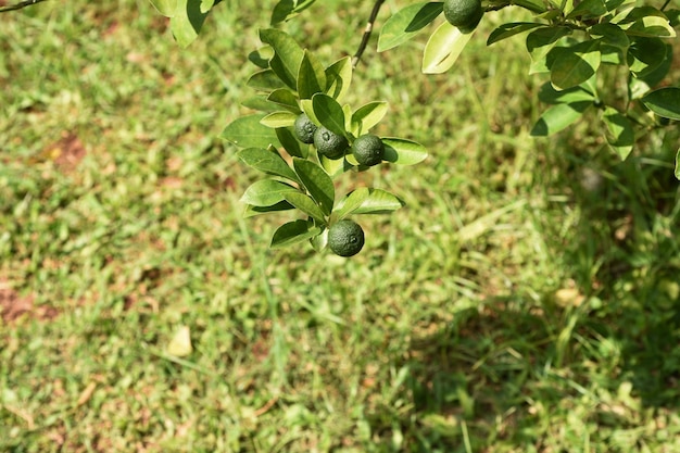 Calamondin または calamansi、または kesturi ライムは、bengkulu で急速に成長する柑橘類の一種です。
