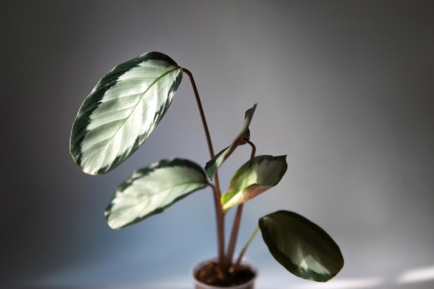 Calathea Argentea green pattern leaf closeup on the windowsill in bright sunlight with shadows Potted house plants green home decor care and cultivation marantaceae variety