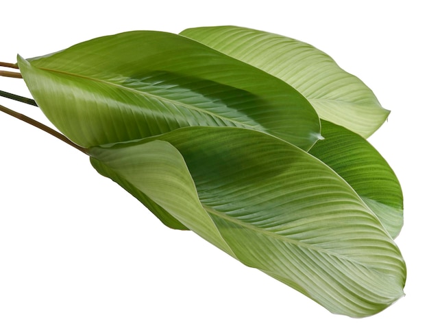 Листва калатеи, экзотический тропический лист, большой зеленый лист, изолированный на белом фоне