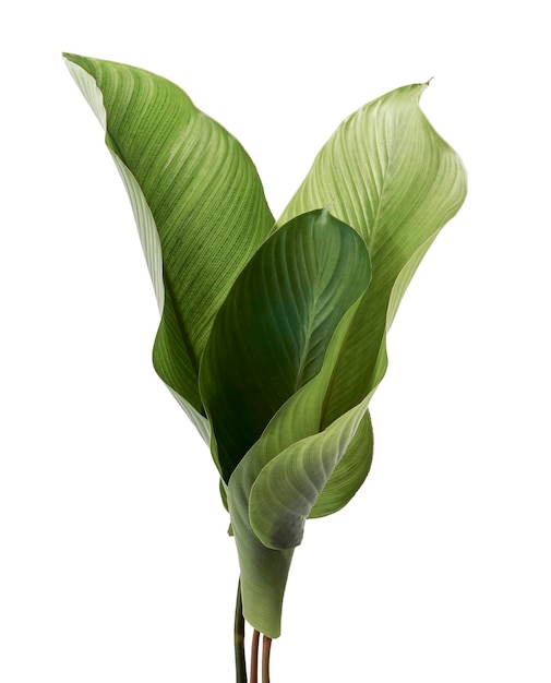 Calathea 단풍, 이국적인 열대 잎, 큰 녹색 잎, 흰색 배경에 고립