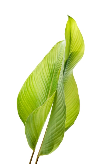 Calathea foliage, Exotic tropical leaf, Large green leaf, isolated on white background