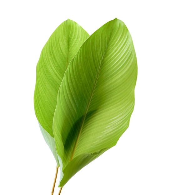 Calathea foliage, Exotic tropical leaf, Large green leaf, isolated on white background