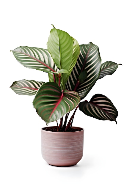 Calathea house plant on ceramic pot