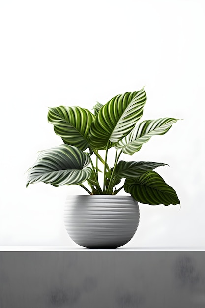 Calathea house plant on ceramic pot