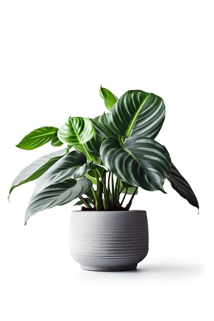 Calathea house plant on ceramic pot