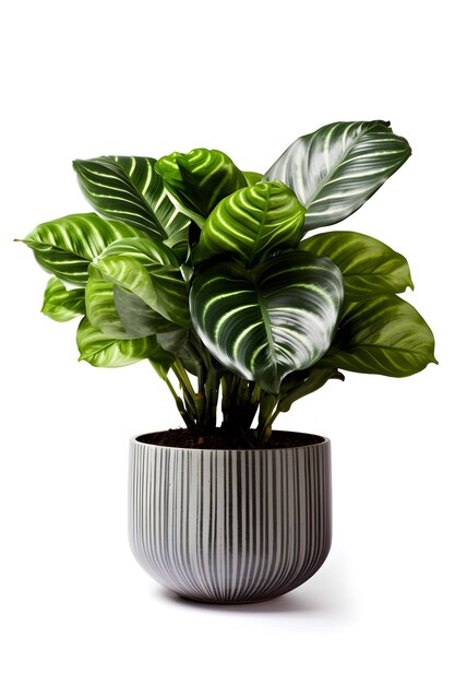 Calathea kamerplant op keramieken pot