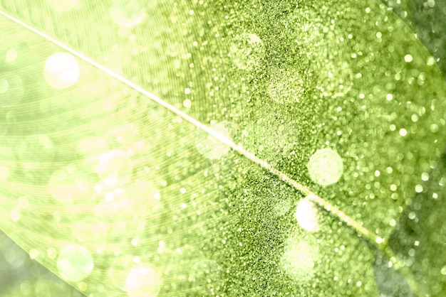 Calathea lutea leaf macro shot background