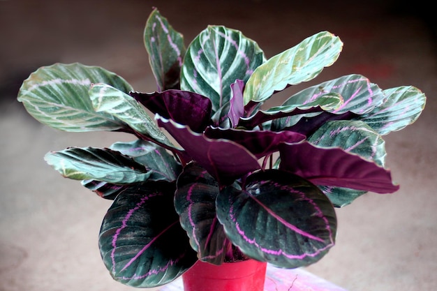 Calathea-medaillon, close-up hoekmening