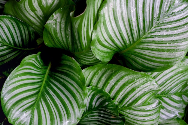 Calathea orbifolia pianta d'appartamento a strisce foglie verdi sfondo naturale